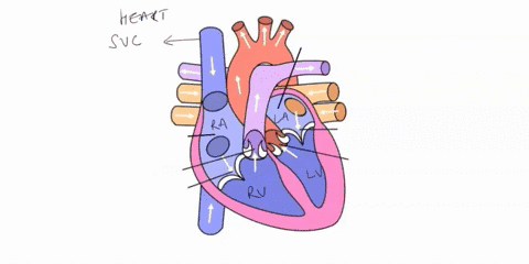 drag-the-labels-to-the-appropriate-location-in-the-figure-reset-help-left-ventricle-left-avmitral-valve-open-right-av-tricuspid-valveopen-pulmonary-valve-closed-right-ventricle-cardiac-skele-92079