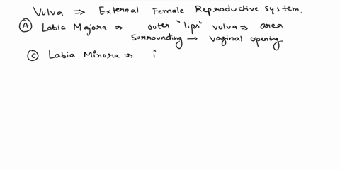 The vulva includes all of the following except the A. labia...