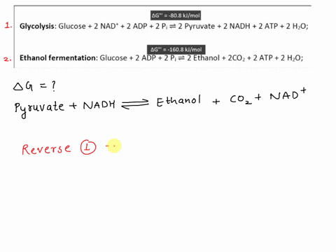 ag-808-kjmol-glycolysis-glucose-2-nad-2-adp-2-pi-2-pyruvate-2-nadh-2-atp-2-hzo-ag-1608-kjmol-ethanol-fermentation-glucose-2-adp-2-pi-2-ethanol-2c02-2-atp-2-hzo-using-the-free-energy-values-o-31716