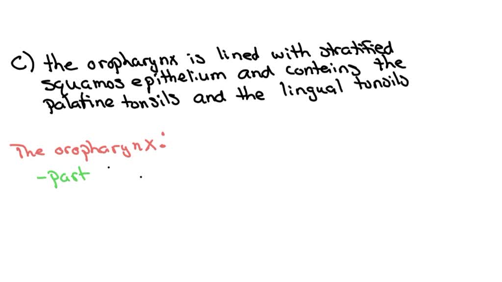 Solved: The Oropharynx Is: A. Lined With Stratified Columnar Epithelium 