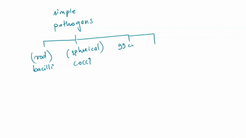 rod-shaped-bacteria-form-greater-variety-of-arrangements-than-for-example-cocci-true-false-58618