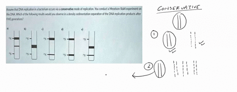 assume-that-dna-replication-in-a-bacterium-occurs-via-conservative-mode-of-replication-you-experiment-on-this-dna-which-of-the-following-results-conducta-meselson-stahl-would-you-observe-in-00025