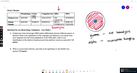 week-2-results-morphology-gram-stain-streptococcus-round-pink-coagulase-test-hba-msa-negative-no-nothing-growth-beta-pink-to-complete-yellow-patient-sample-round-purple-positive-questions-fo-98578