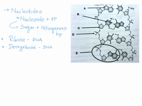 1-label-the-following-parts-of-the-dna-molecule-a-b-c-d-e-2-answer-the-following-questions-a-how-many-molecules-make-up-a-nucleotide-b-what-two-molecules-make-up-the-sides-of-a-dna-molecule-58271