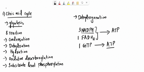what-does-not-occur-during-the-citric-acid-cycle-a-formation-of-atp-via-oxidative-phosphorylation-b-nad-reduction-c-release-of-carbon-dioxide-d-nadh-formation-e-formation-of-atp-via-substrat-46977