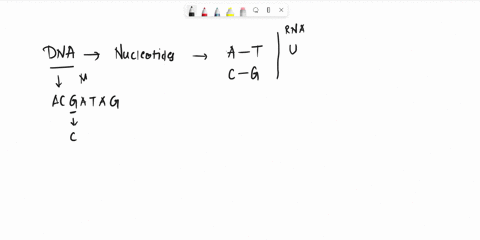 two-formal-terms-used-to-describe-categories-of-mutational-nucleotide-substitutions-point-mutations-in-dna-are-called-base-analogues-and-frameshift-transversions-and-transitions-euchromatic-23247
