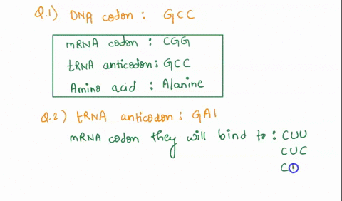 question-1-a-dna-codon-reads-gcc-give-the-corresponding-mrna-codon-trna-anticodon-and-amino-acid-question-2-if-a-trna-anticodon-reads-gai-to-which-mrna-codons-will-it-bind-what-amino-acid-wi-48615