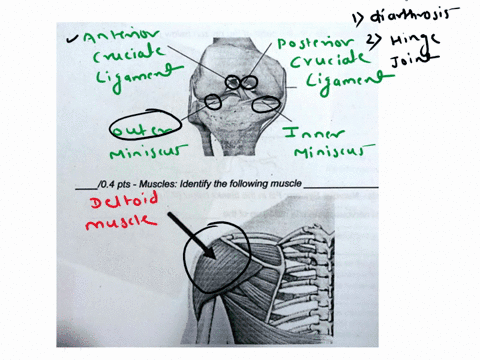 103-joints-please-label-the-parts-of-the-knee-below-01-pt-the-functional-class-of-the-knee-is-01-pt-the-structural-class-of-the-knee-is-01-pt-104-pts-muscles-identify-the-following-muscle-th-67648