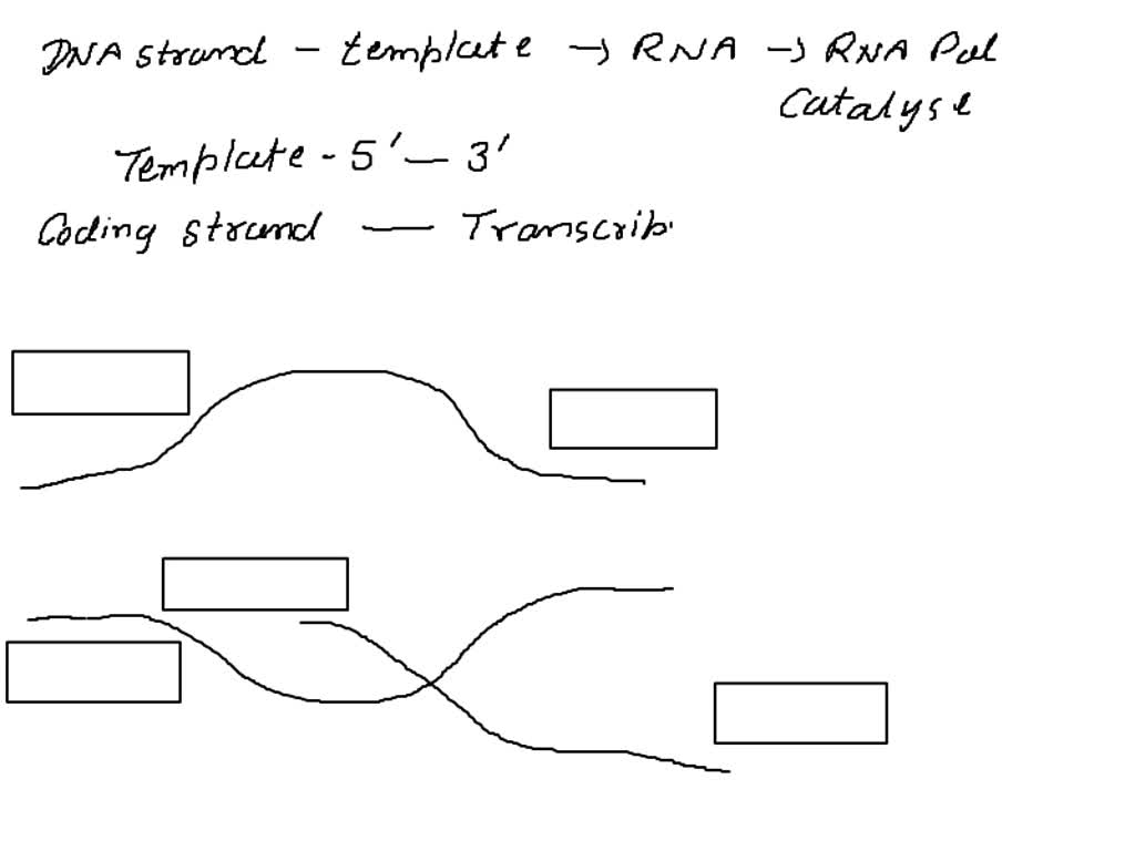 SOLVED The following shows a transcription bubble. Identify the 3 and