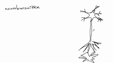 question-19-neurotransmitters-are-typically-stored-in-which-of-the-following-parts-of-a-neuron-84144
