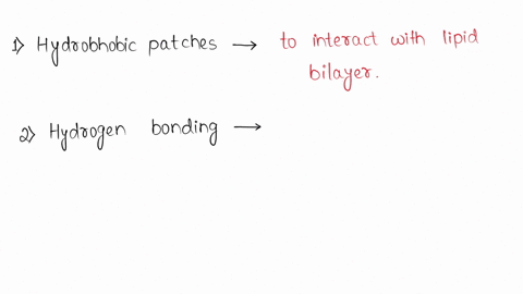 which-of-the-following-is-not-a-common-motif-that-proteins-use-to-associate-with-membranes-hydrophobic-patches-hydrogen-bonding-beta-barrel-pores-attached-lipids-transmembrane-alpha-helices-68627
