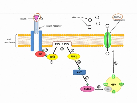 create-a-schematic-drawing-of-the-following-process-insulin-stimulated-glut4-trafficking-via-the-pi3kpdk1akt-pathway-make-sure-to-identify-all-participating-molecular-species-by-name-if-the-80457