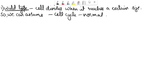 the-yeast-schlzosaccharomyces-pombe-normally-divides-when-reaches-certain-slze-j5-shown-the-wild-type-dlagram-below-you-have-isolated-two-mutants-cdc25-and-wee-but-your-professor-forgot-to-i-64685