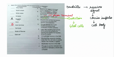 aenat-aetiettt-assignment-1b-the-nervous-system-elehfn-neuicn-ructurg-cotroct-iunction-duacnption-giey-matter-svucto-rocorvos-strmuli-and-carries-impulees-the-coll-body-the-ncuron-thal-relea-31673