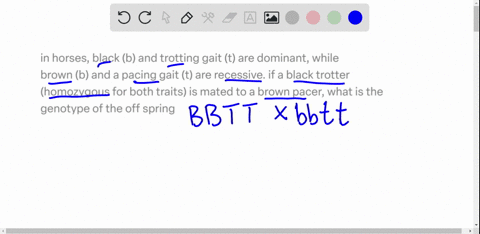 in-horses-black-b-and-trotting-gait-t-are-dominant-while-brown-b-and-a-pacing-gait-t-are-recessive-if-a-black-trotter-homozygous-for-both-traits-is-mated-to-a-brown-pacer-what-is-the-genotyp-90634