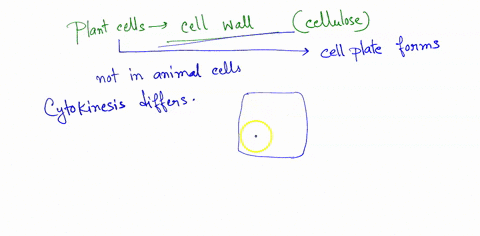 cytokinesis-cytoplasmic-division-in-plant-cells-astarts-when-vesicles-cluster-at-the-future-plane-of-division-boccurs-when-the-plasma-membrane-is-pulled-inward-by-ring-of-microtubules-c-usua-74946