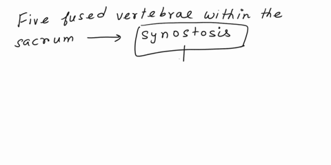 63-the-five-fused-vertebrae-within-the-sacrum-are-collectively-classified-as-what-type-of-joint-amphiarthrosis-fsynchondrosis-symphysis-synostosis-64-on-the-mature-bone-shown-belowpart-a-is-92273