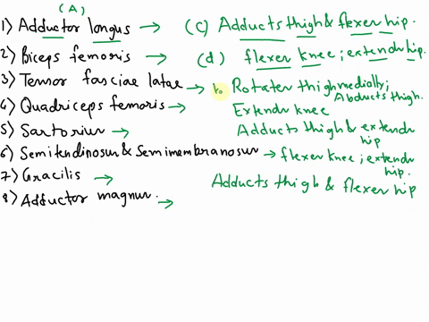 match-each-thigh-muscle-with-its-actions-muscle-actions-click-to-select-extends-knee-rotates-thigh-mediallyabducts-thigh-adducts-thigh-and-flexes-hip-flexes-kneeextends-hip-adducts-thigh-and-22558