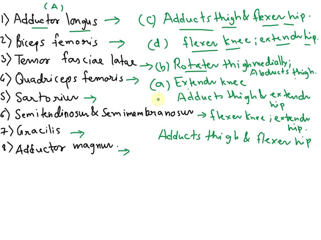 SOLVED Match each thigh muscle with its action(s) Muscle Action(s