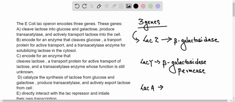 the-e-coli-lac-operon-encodes-three-genes-these-genes-a-cleave-lactose-into-glucose-and-galactose-produce-transacetylase-and-actively-transport-lactose-into-the-cell-b-encode-for-an-enzyme-t-98727