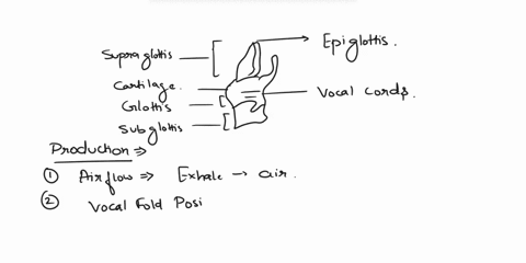 describe-the-structure-of-the-larynx-and-explain-how-voicesound-is-produced-and-altered-17116