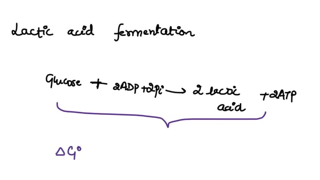 Lactic Acid Fermentation Equation