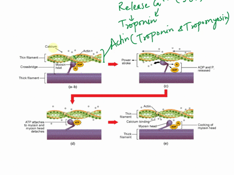 1-outline-the-molecular-mechanism-for-skeletal-muscle-contraction-at-what-point-is-atp-used-and-why-2-explain-why-rigor-mortis-occurs-27756