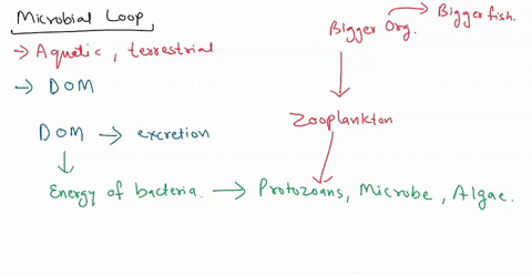 describe-the-processes-and-organisms-involved-in-the-microbial-loop-why-is-the-microbial-loop-important-for-marine-ecology-how-is-it-distinct-but-interrelated-with-the-viral-shunt-33215