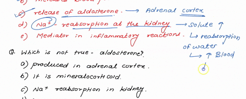 question-44-2-points-44-which-of-the-following-is-not-an-action-of-angiotensin-ii-a-a-potent-vasoconstrictor-b-increases-blood-pressure-causes-release-of-aldosterone-causes-na-reabsorption-a-60089