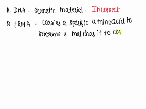 which-of-the-following-molecules-contains-the-anticodon-dna-trna-rrna-mrna-58656