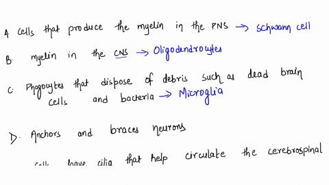 match-the-neuroglia-cell-with-the-correct-function_-oligodendrocytes-a-astrocytes-b-microglia-c-ependymal-e-schwann-cells-f-satellite-cells-11-cells-that-produce-the-myelin-in-the-pns-12-cel-42752