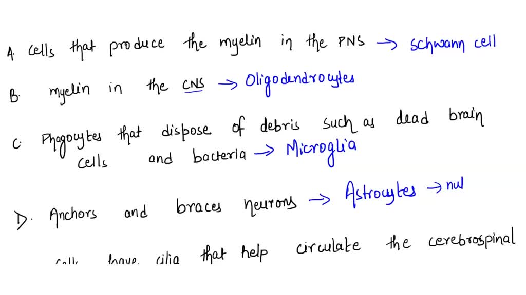 SOLVED: 'A. Match the neuroglia cell with the correct function. A ...