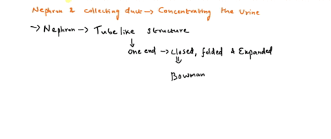 describe-how-the-structure-of-the-nephron-and-collecting-duct-enables-the-concentration-of-urine-67797