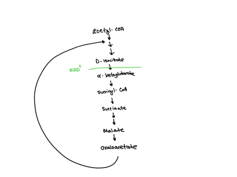 what-will-be-the-total-number-of-molecules-of-nadh-fadh2-and-gtp-that-are-synthesized-if-the-citric-acid-cycle-repeats-20-times-64989