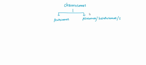 question-28-chromosomes-that-are-not-involved-in-determining-the-sex-of-the-child-are-known-as-autosomes-linked-homologous-sex-chromosomes-80665