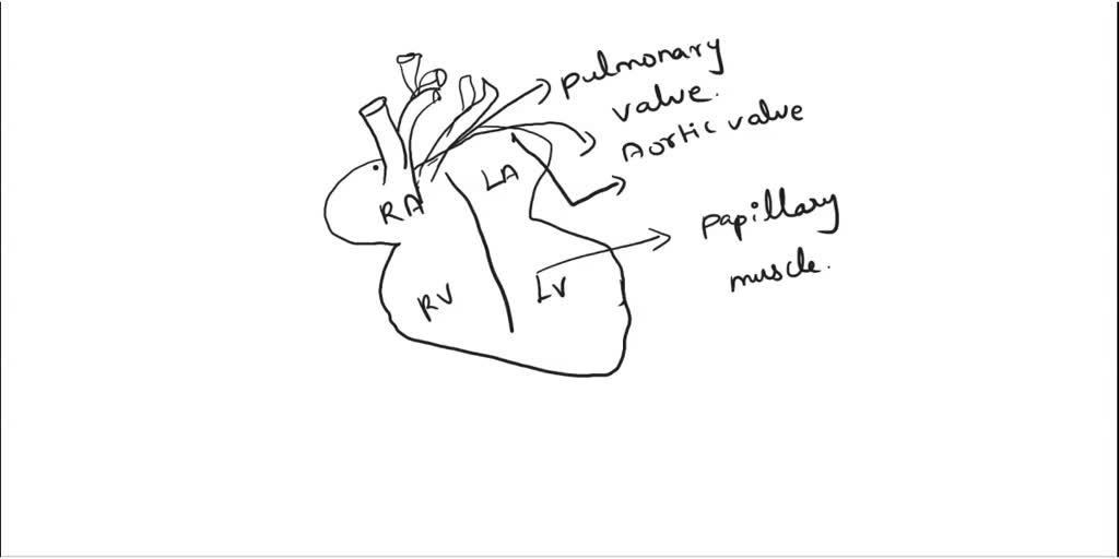 SOLVED: Unit 3: The Heart - Drag The Labels Onto The Diagram To ...