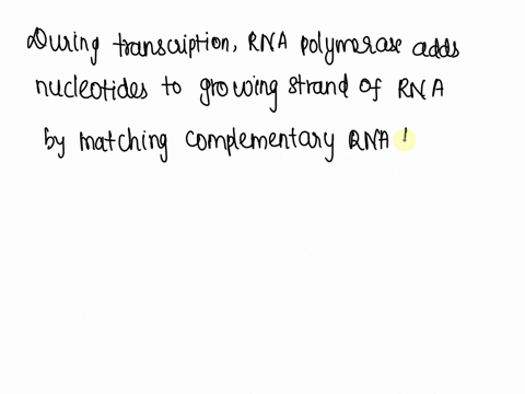 which-of-the-following-best-describes-how-the-growing-strand-of-rna-is-made-duringtranscription-rna-polymerase-unwinds-the-double-helix-and-adds-nucleotides-in-the-3-to-5-direction-rna-polym-70206