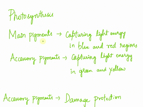 explain-how-the-main-and-accessory-pigments-work-together-to-make-photosynthesis-a-more-efficient-process-72847