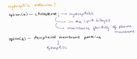 which-of-the-following-types-of-molecules-are-hydrophilic-and-therefore-excluded-from-the-hydrophobic-portion-of-the-phospholipid-bilayer-select-one-a-cholesterol-b-peripheral-membrane-prote-66255