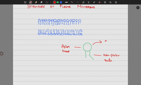 which-statement-describes-the-correct-arrangement-of-the-major-component-of-the-plasma-membrane-group-of-answer-choices-the-polar-tails-are-in-contact-with-the-outside-of-the-cell-and-the-cytosol-the-
