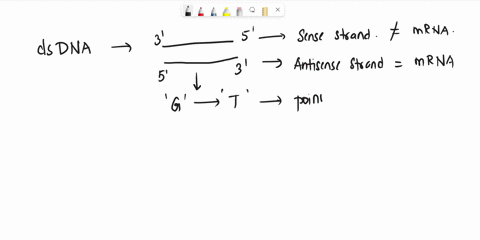 one-mutation-results-in-the-replacement-of-a-g-nucleotide-with-a-t-nucleotide-in-the-antisense-strand-of-a-dna-molecule-under-what-circumstances-will-this-substitution-produce-each-of-the-fo-17841