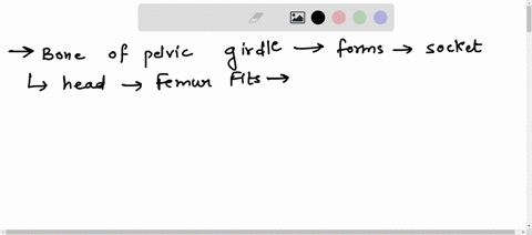 bone-of-pelvic-girdle-that-forms-cation-in-which-head-of-femur-fits-99397