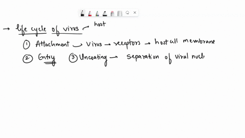 1-uncoating-entry-attachment-mittchs-blosynthesis-eceptor-meduted-transcription-correct-the-transcriptiontranslation-following-endocytos-tansuaton-oi-e-n-of-la-prolums-osoouo-pue-1-1-protein-00423