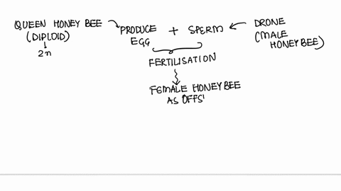 SOLVED: All male honeybees develop from unfertilized eggs. This is an  example of sexual reproduction, B) exteral fertilization. parthenogenesis  D) hermaphrodism: 7. Explain how parthenogenetic organism can produce  diploid offspring: An animal,