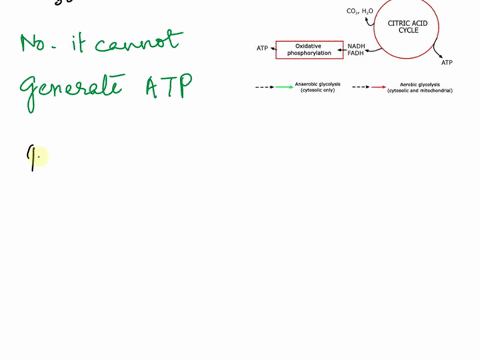 during-strenuous-activity-the-demand-for-atp-in-muscle-tissue-is-vastly-increased-in-rabbit-leg-muscle-or-turkey-flight-muscle-the-atp-is-produced-almost-exclusively-by-lactic-acid-fermentat-87026
