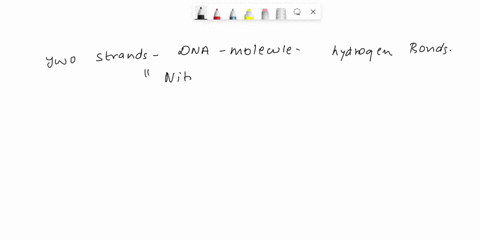 the-two-strands-of-a-dna-molecule-are-held-together-by-hydrogen-bonds-between-the-31506