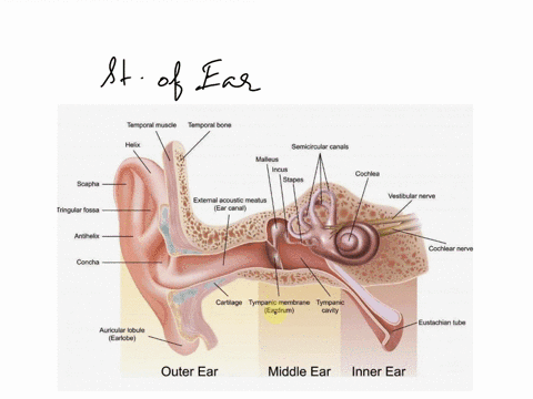 describe-the-basic-internal-structure-of-the-ear-what-are-the-different-ways-the-ear-has-developed-outside-the-body-of-mammals-reptiles-etc-33756