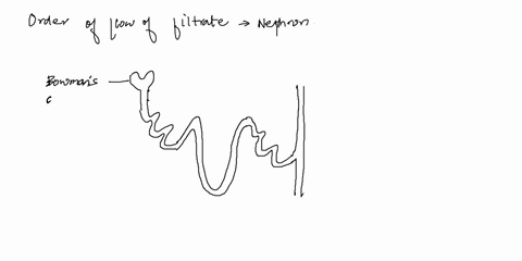 which-of-the-following-correctly-shows-the-order-in-which-the-filtrate-moves-through-the-structures-of-the-nephron-a-proximal-tubule-distal-tubule-collecting-duct-loop-of-henle-b-collecting-55504