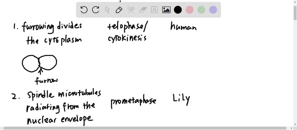 solved-comparing-mitosis-in-animals-and-plants-certain-events-of-the