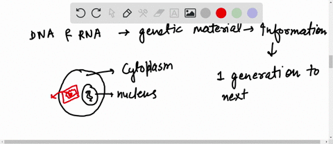 extranuclear-inheritance-is-a-consequence-of-presence-genes-in-a-lysososomes-and-ribosomes-b-mitochondria-and-chloroplast-c-er-and-mitochondria-d-ribosomes-and-chloroplast